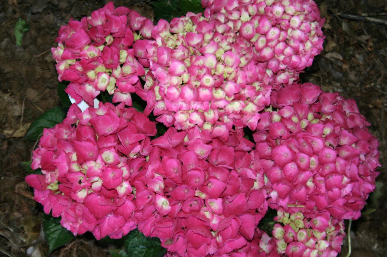 Hydrangea macrophylla DALIAN®