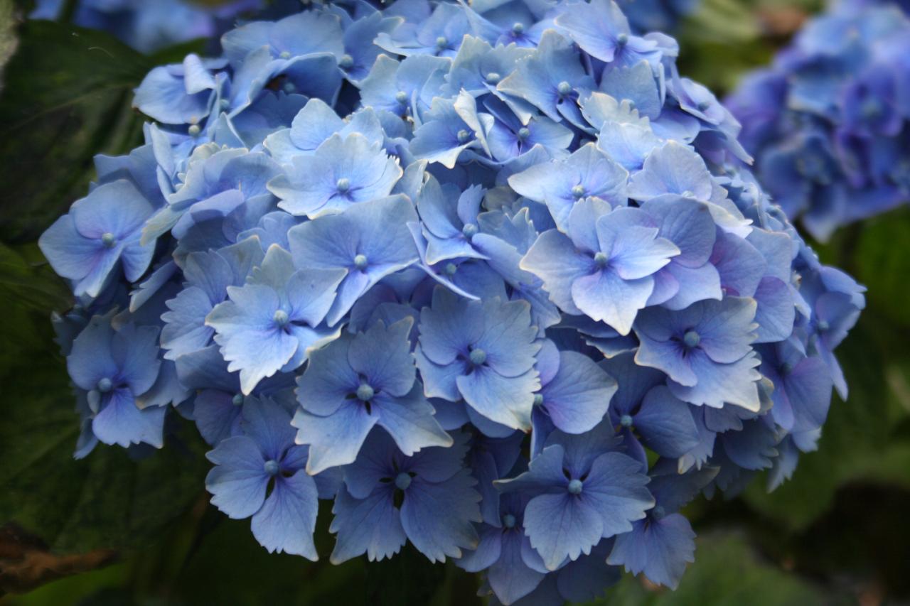 Hydrangea macrophylla 'Devon Panache'-8-