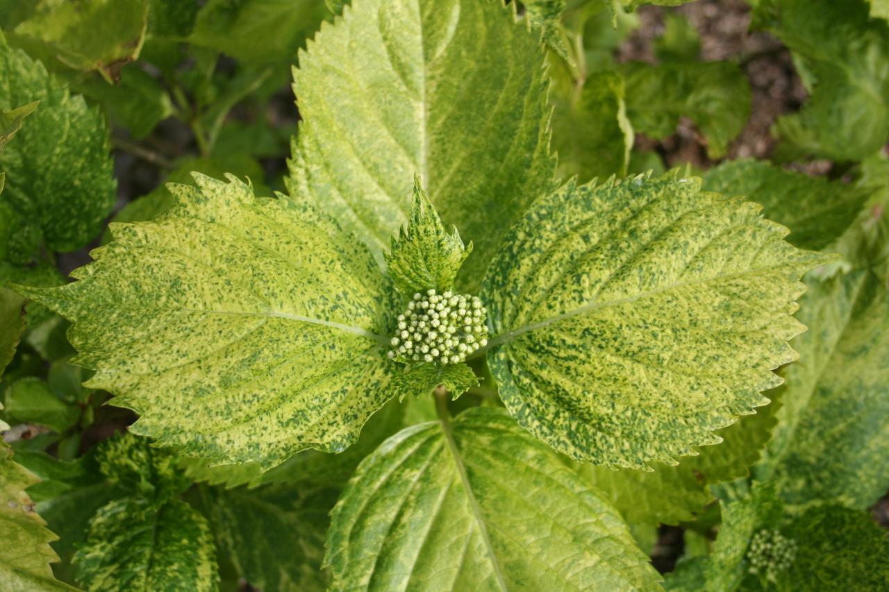 Hydrangea macrophylla 'Devon Panache'-9-