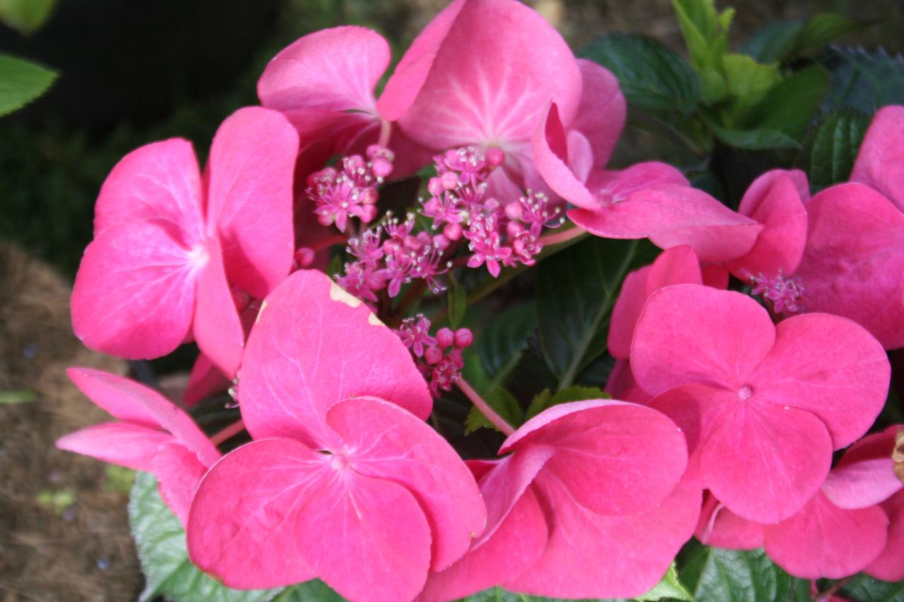 Hydrangea macrophylla DOLCE® FRAGOLA 'Dolfrag'