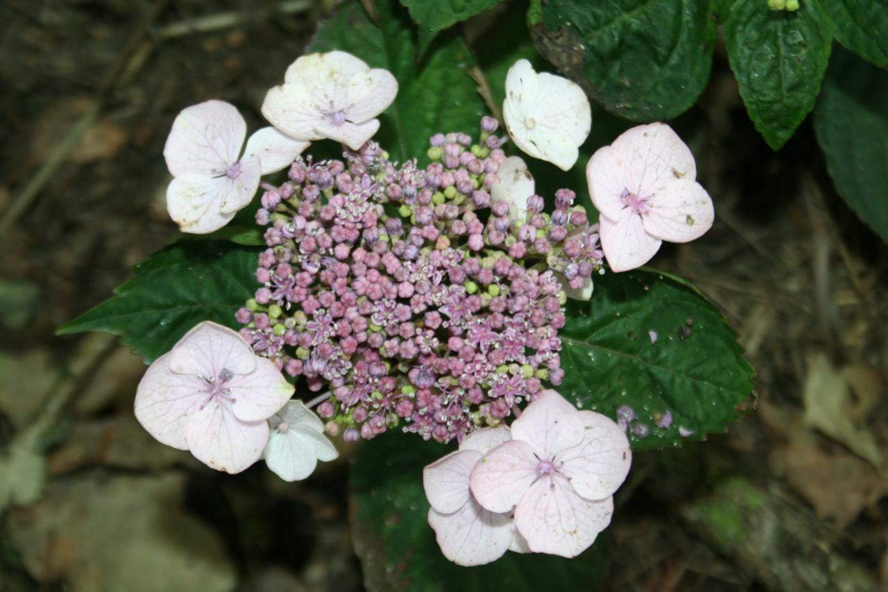 Hydrangea macrophylla DOLCE® GIPSY 'Dolgip'-3-