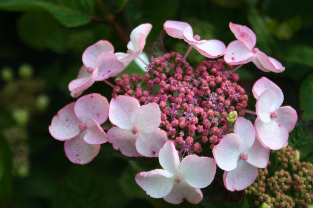 Hydrangea macrophylla DOLCE® GIPSY 'Dolgip'