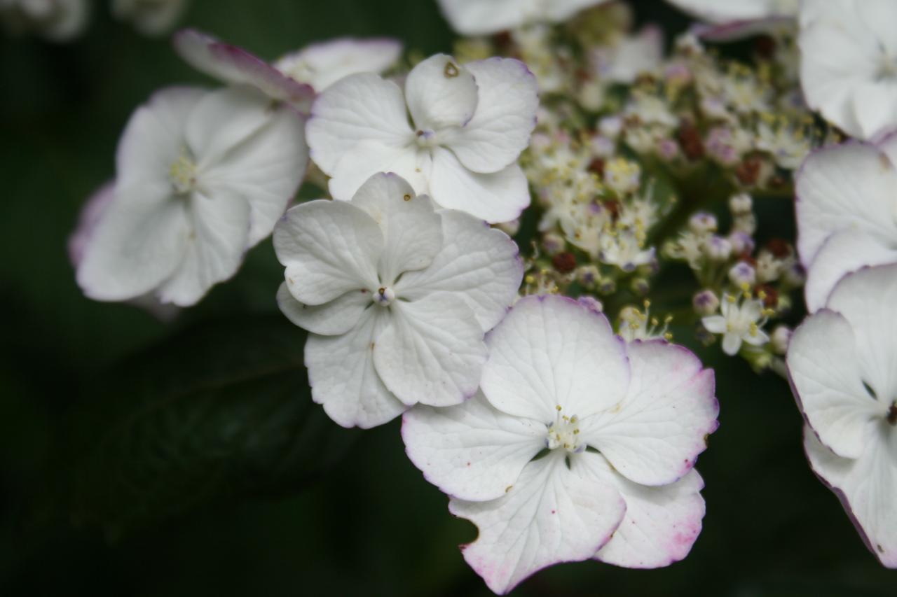 Hydrangea macrophylla DUTCH LADIES 'Sandra' ®-5-