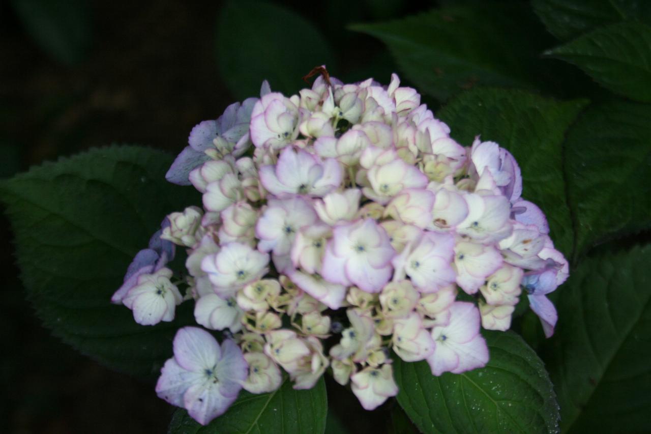 Hydrangea macrophylla DUTCH LADIES 'Sandy'®-5-