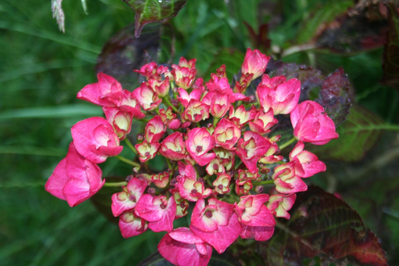 Hydrangea macrophylla DUTCH LADIES 'Saskia' ®-2-