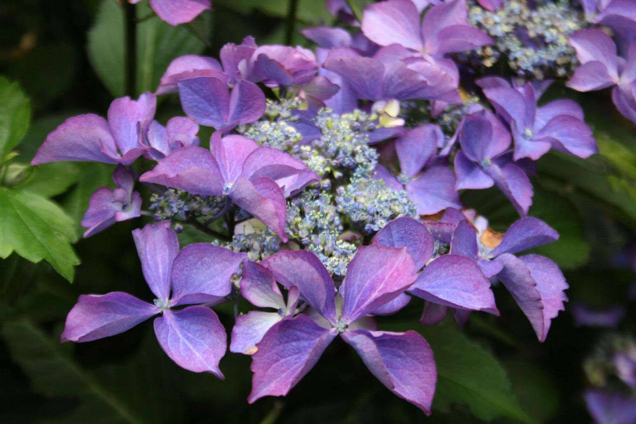 Hydrangea macrophylla DUTCH LADIES 'Selina' ®-5-