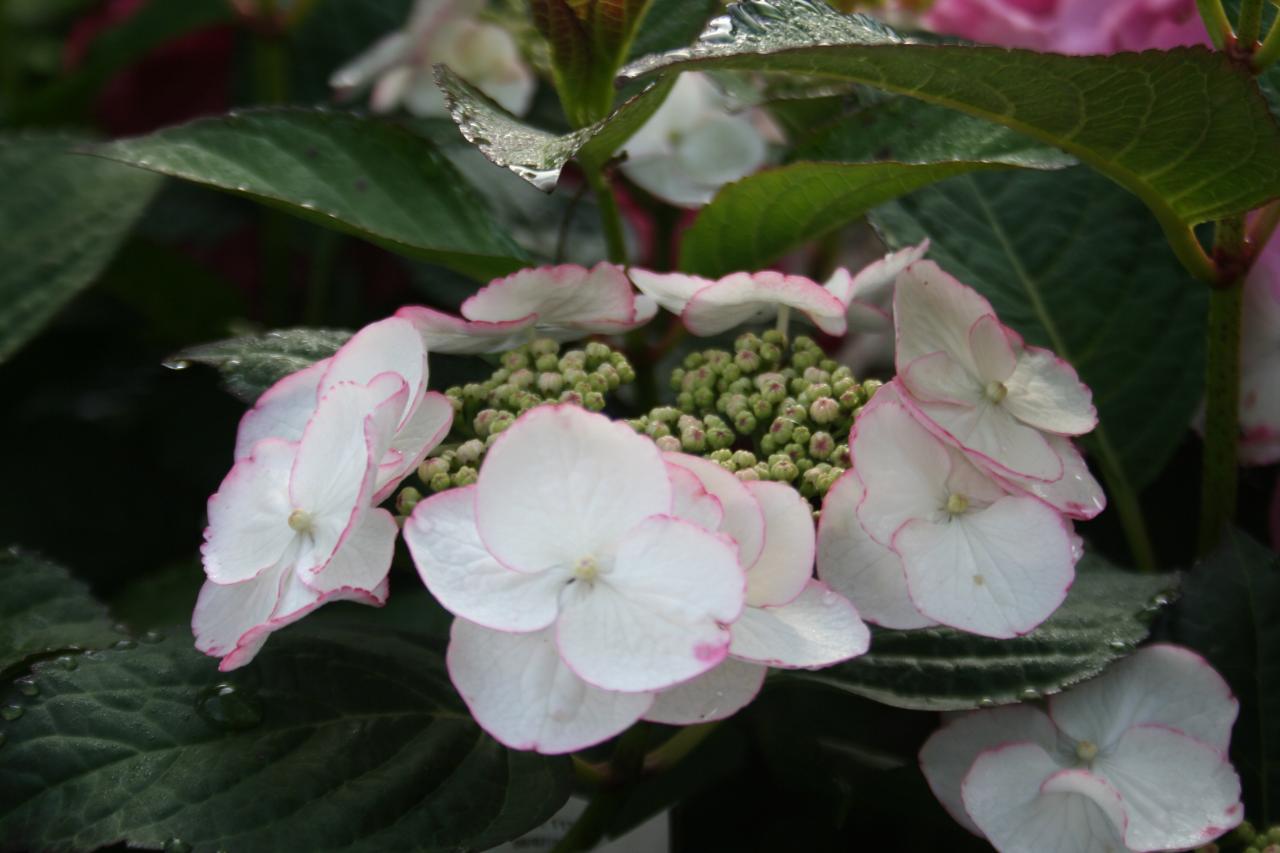 Hydrangea macrophylla DUTCH LADIES 'Selina' ®-7-