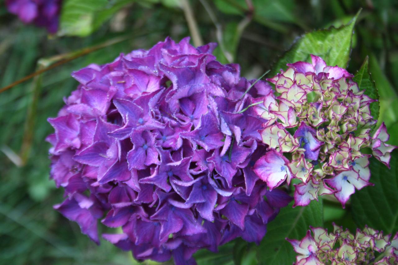 Hydrangea macrophylla DUTCH LADIES 'Selma'®-5-