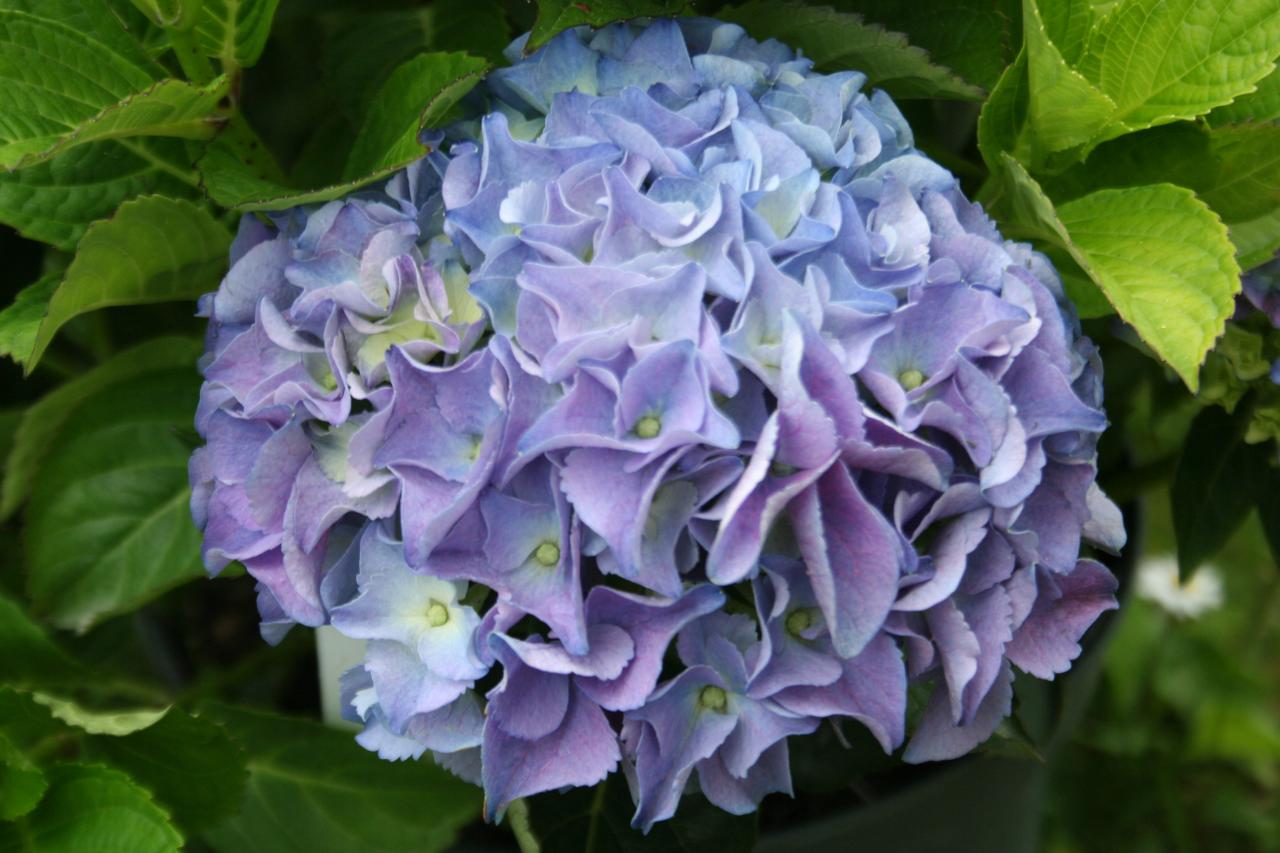 Hydrangea macrophylla 'Early Blue'®-2-