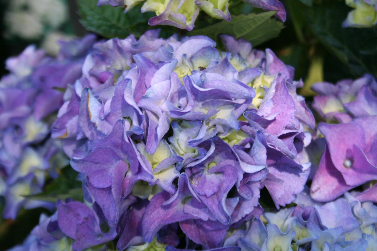 Hydrangea macrophylla 'Early Blue'®