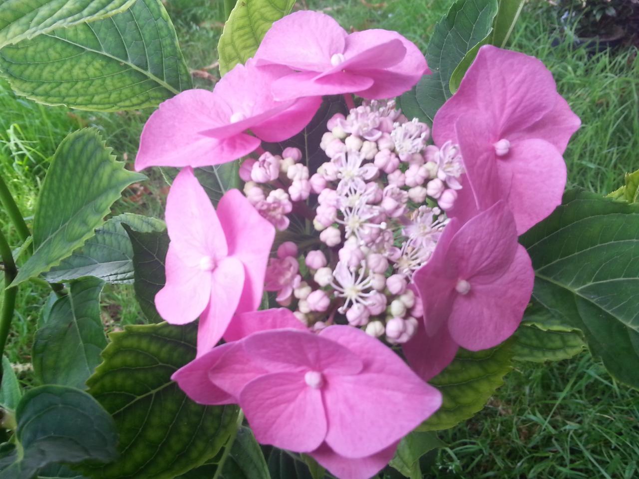 Hydrangea macrophylla 'Eisvogel'