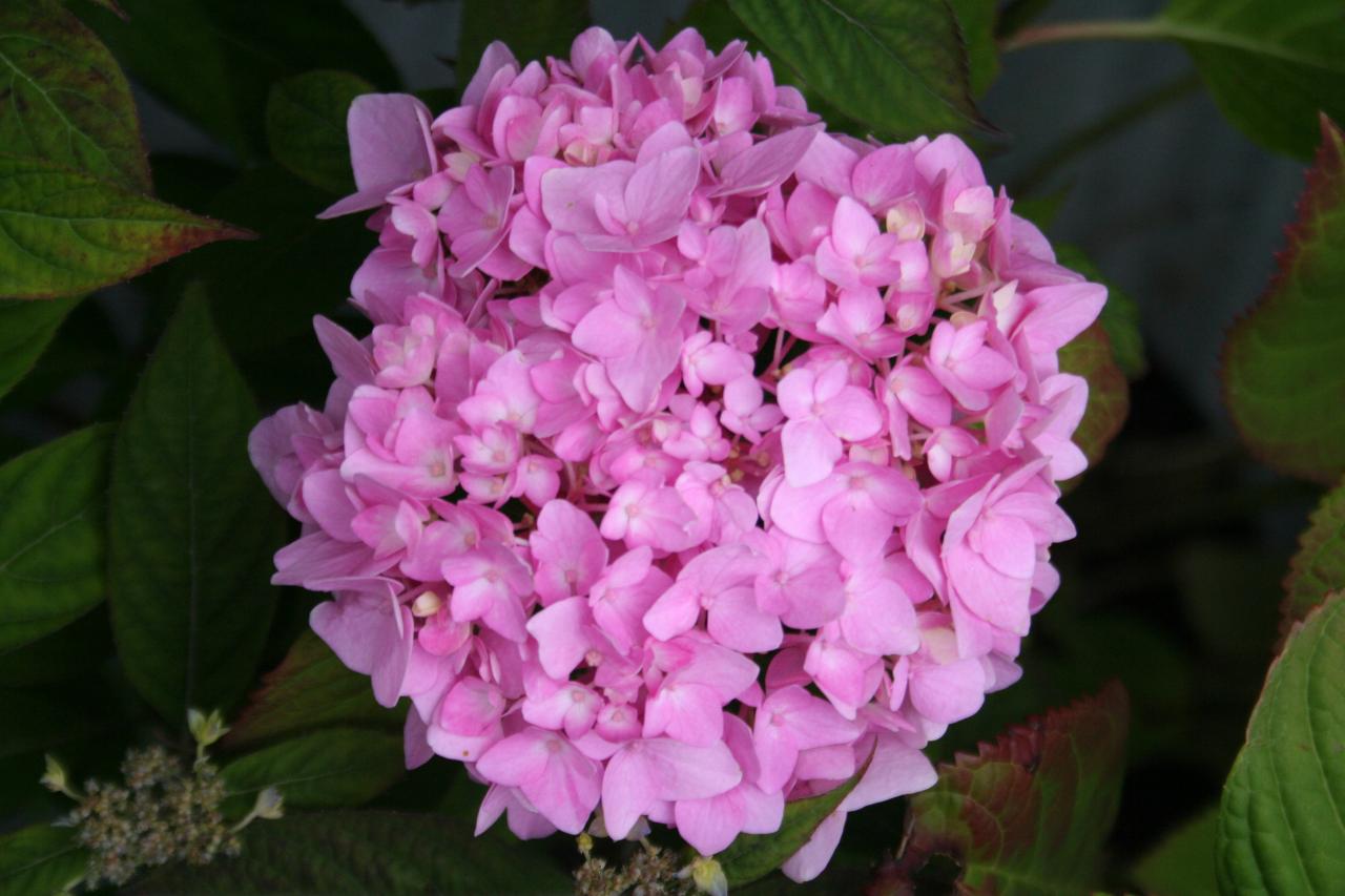 Hydrangea macrophylla ENDLESS SUMMER® 'Bailmer'-2-