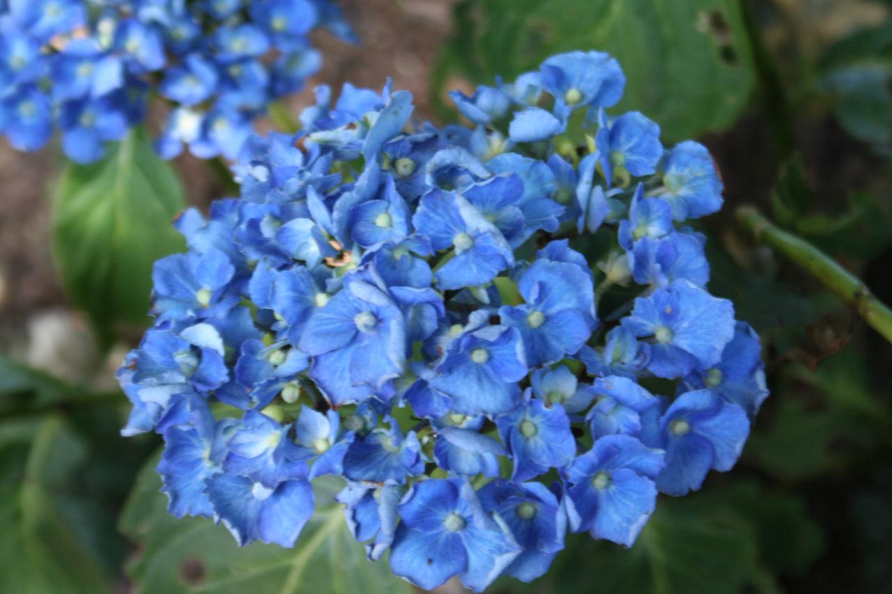 Hydrangea macrophylla 'Enziandom'-2-