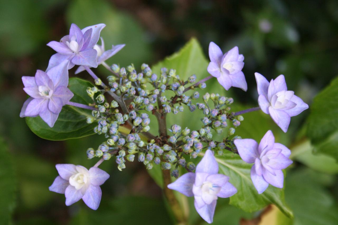 Hydrangea macrophylla 'Etoile Violette'-3-