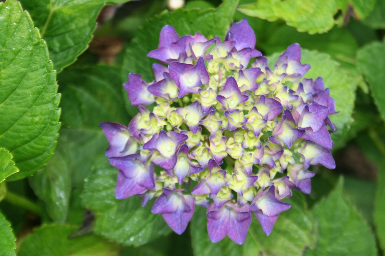 Hydrangea macrophylla 'Eugene Hahn'-4-