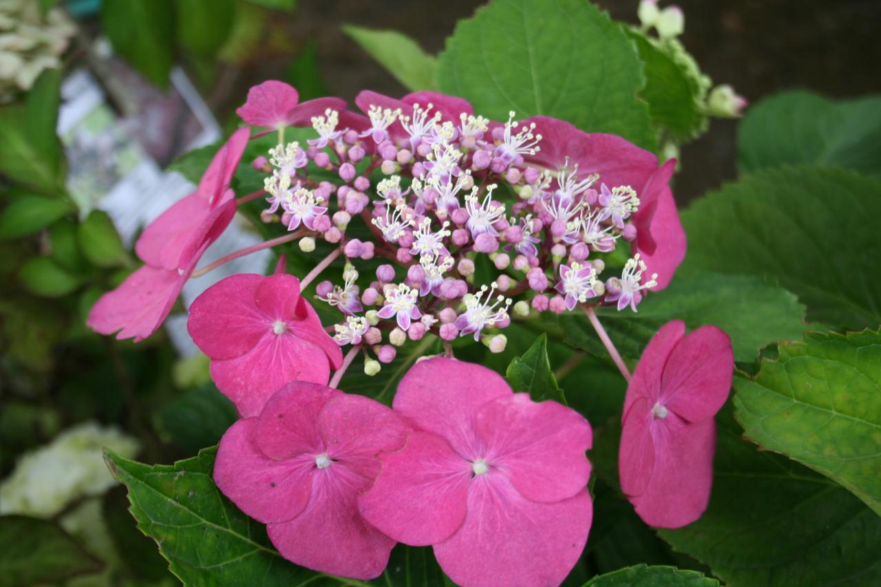 Hydrangea macrophylla 'Fazan'-4-