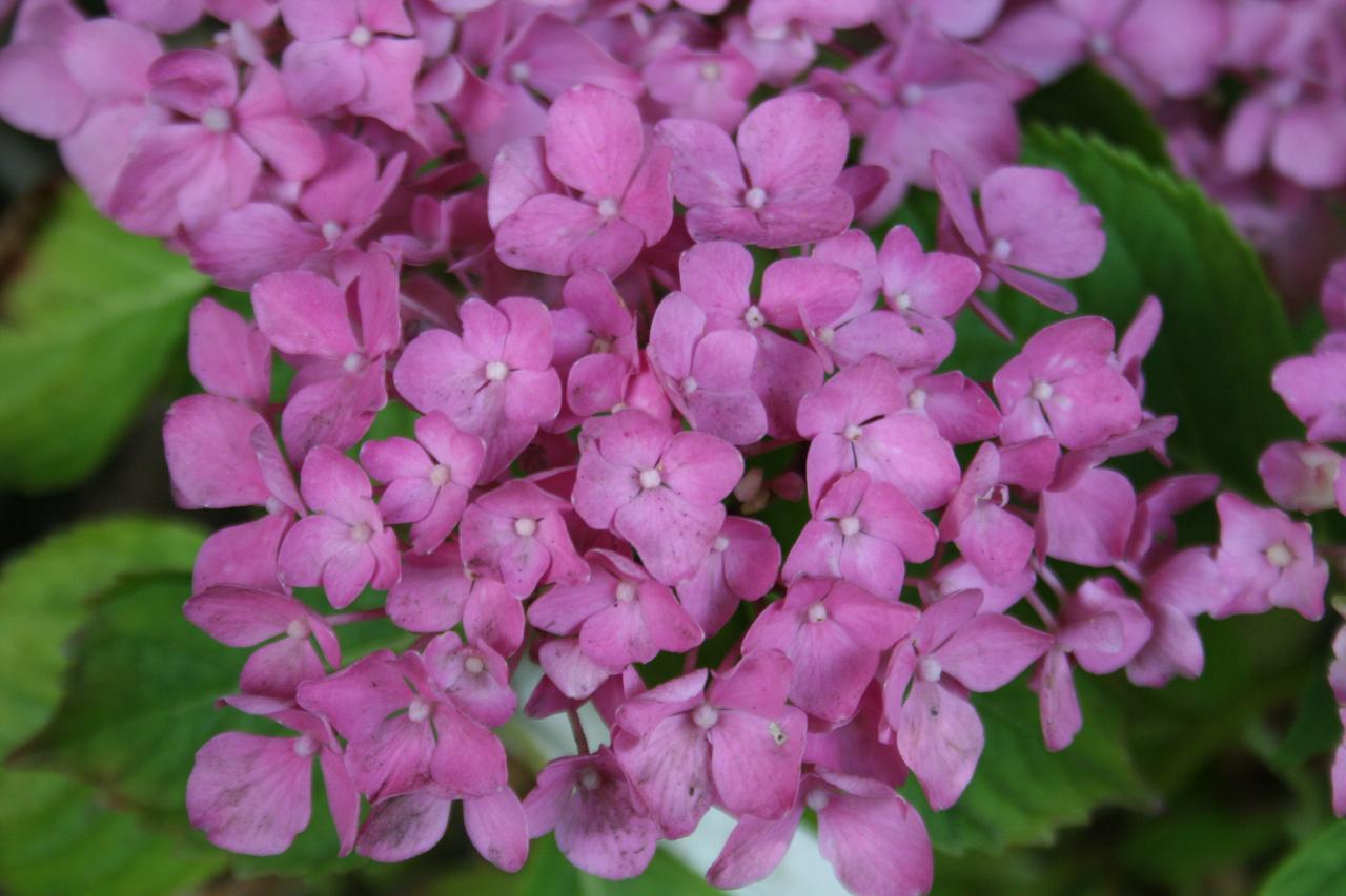 Hydrangea macrophylla 'Freudenstein'