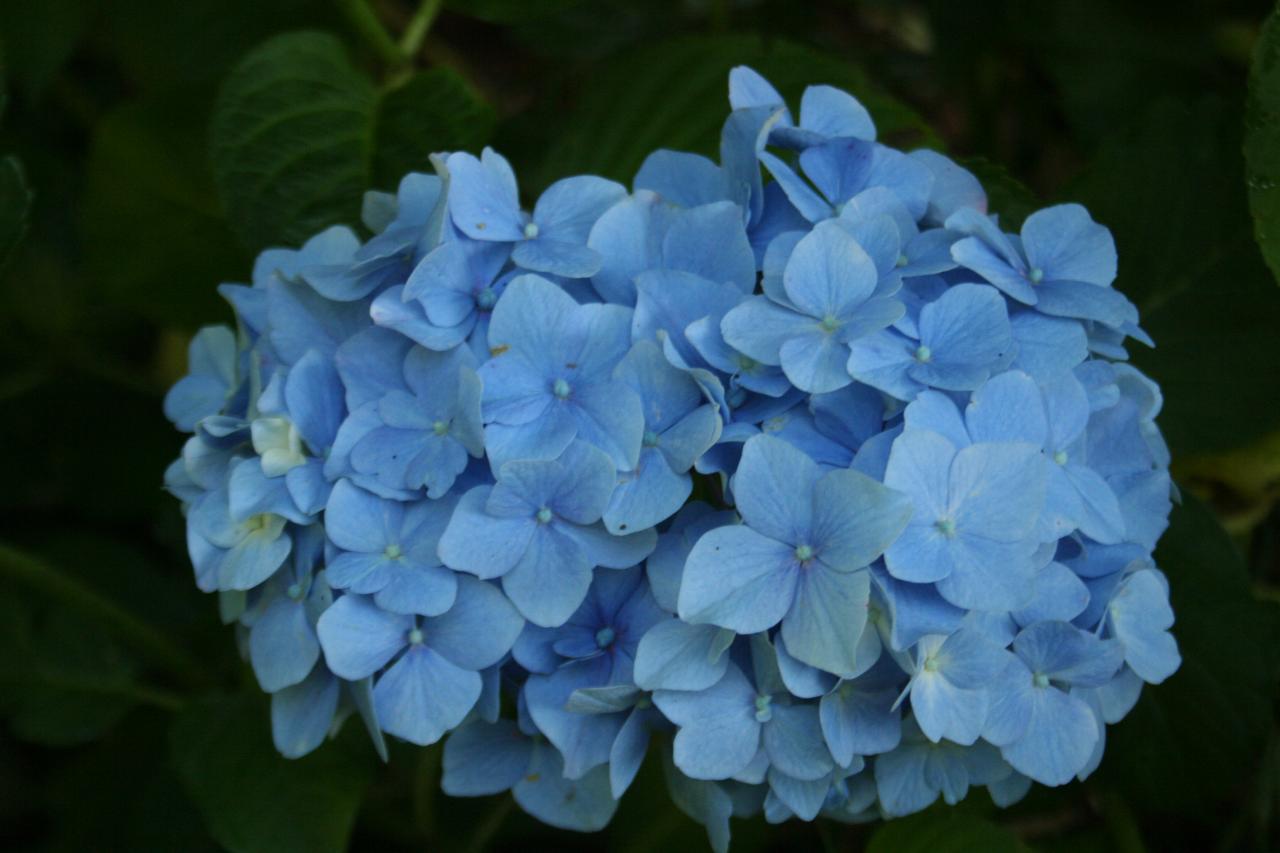 Hydrangea macrophylla 'Gartenbaudirektor Kühnert’-4-