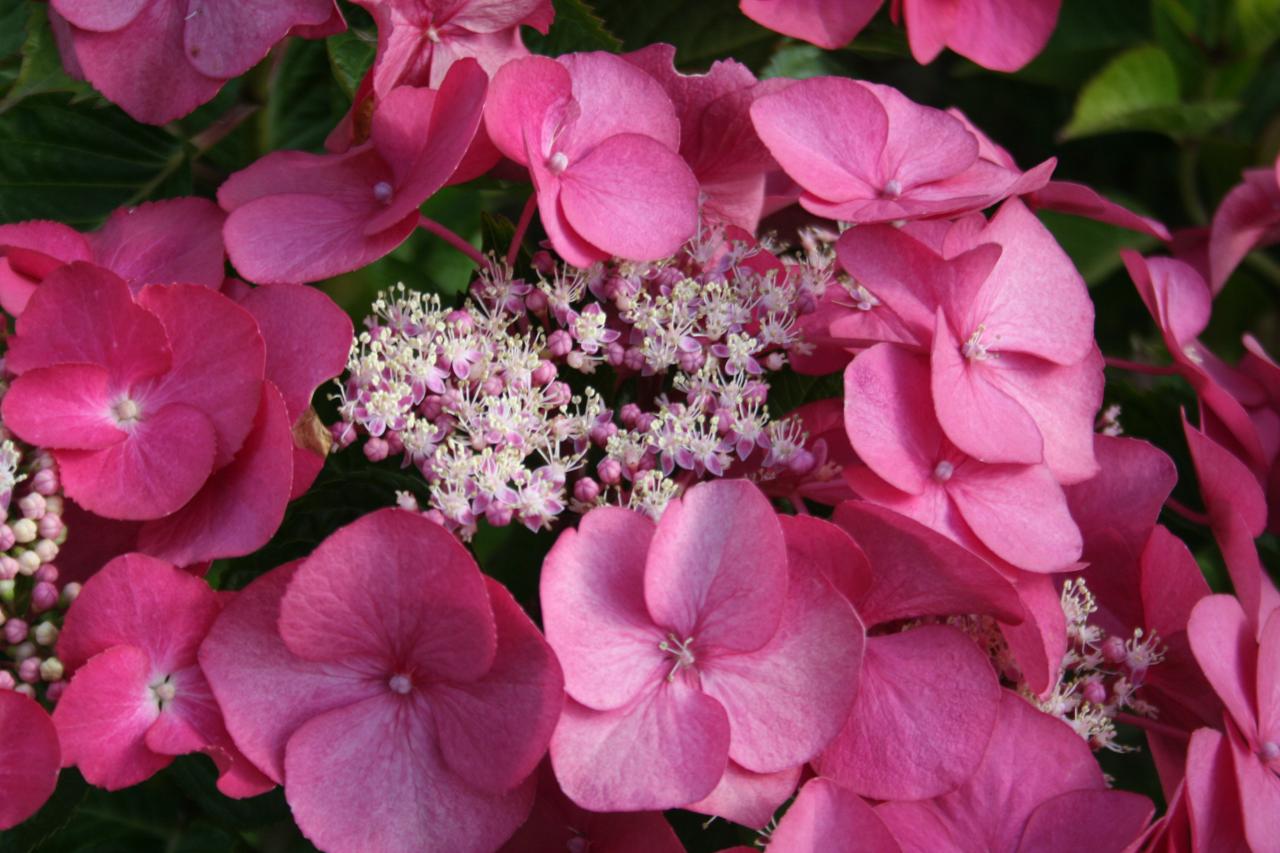 Hydrangea macrophylla 'Geoffrey Chadbund'-2-