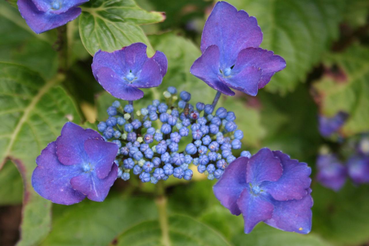 Hydrangea macrophylla 'Gimpel'-3-