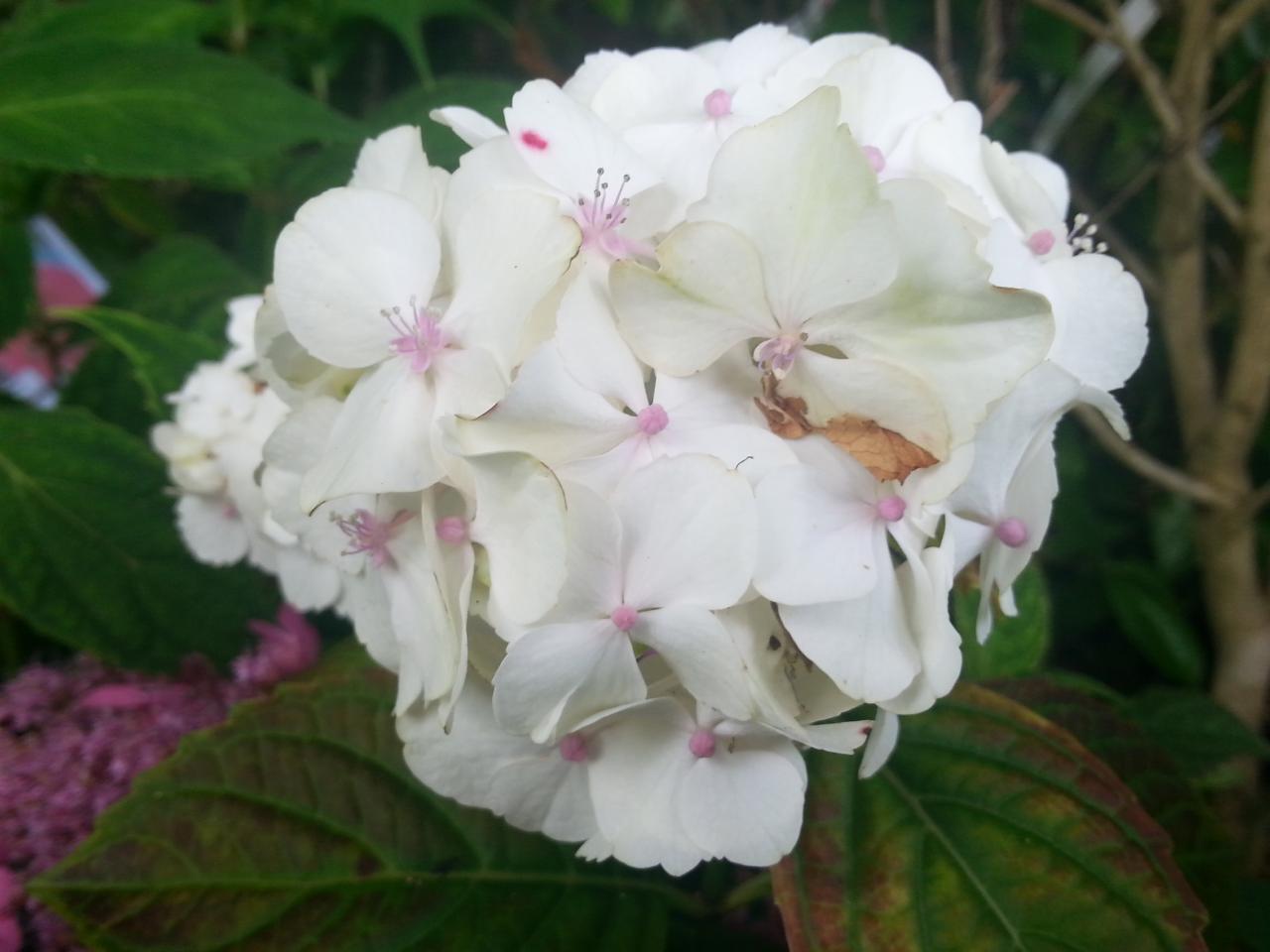 Hydrangea macrophylla 'Glyn Church'