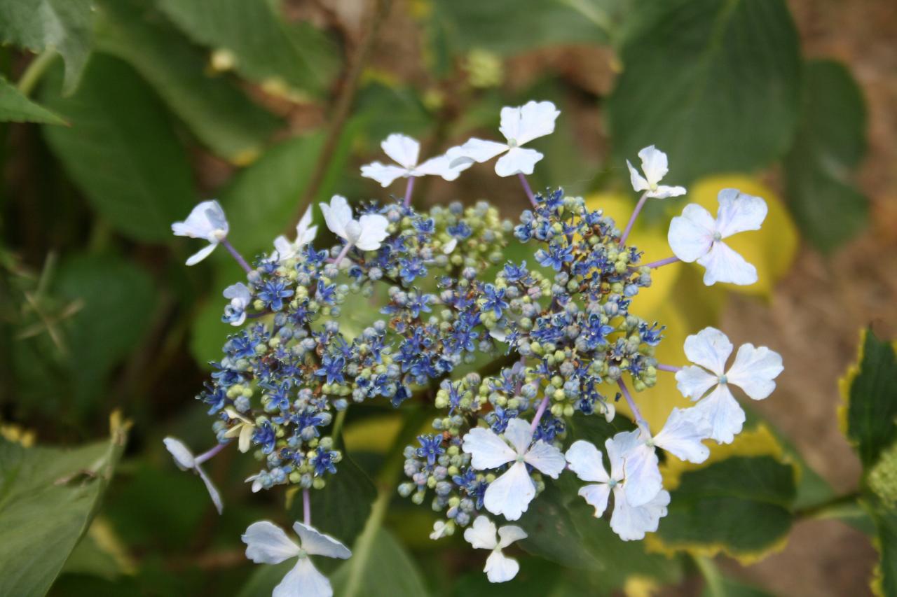 Hydrangea macrophylla 'Gold Rush'®-2-