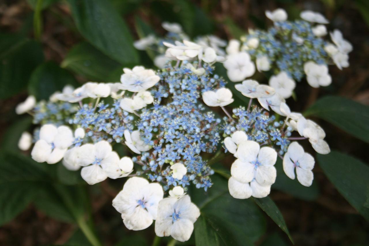 Hydrangea macrophylla GREAT STAR 'Blanc Bleu'®-2-