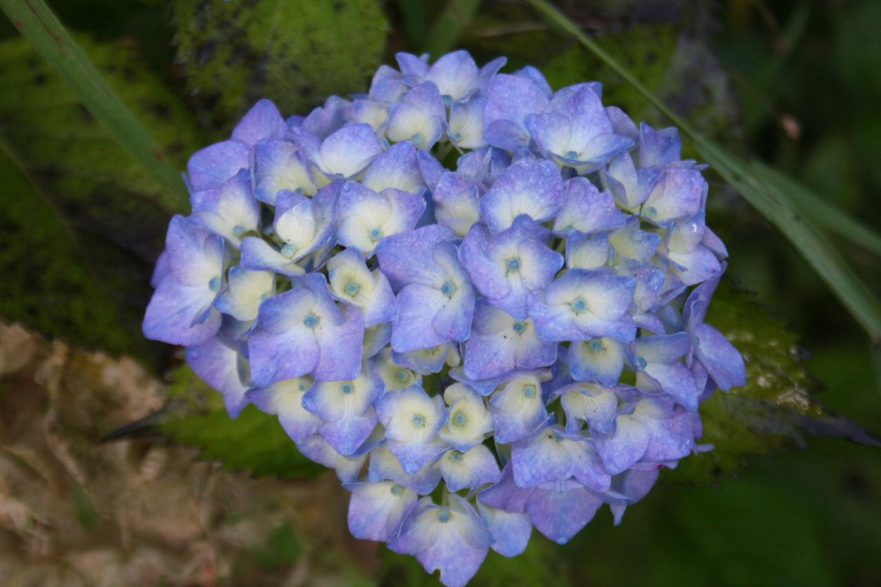 Hydrangea macrophylla 'Hamburg'-4