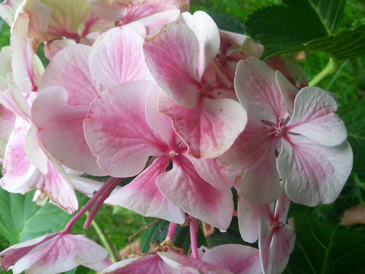 Hydrangea macrophylla 'Harlequin' (2)