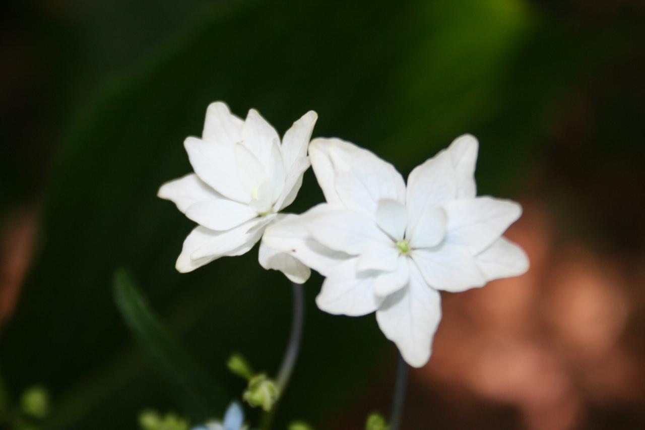 Hydrangea macrophylla 'Hatsushimo'-2-