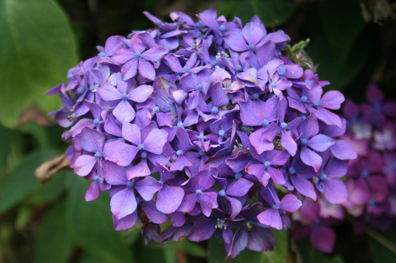 Hydrangea macrophylla 'Hornli'-5-