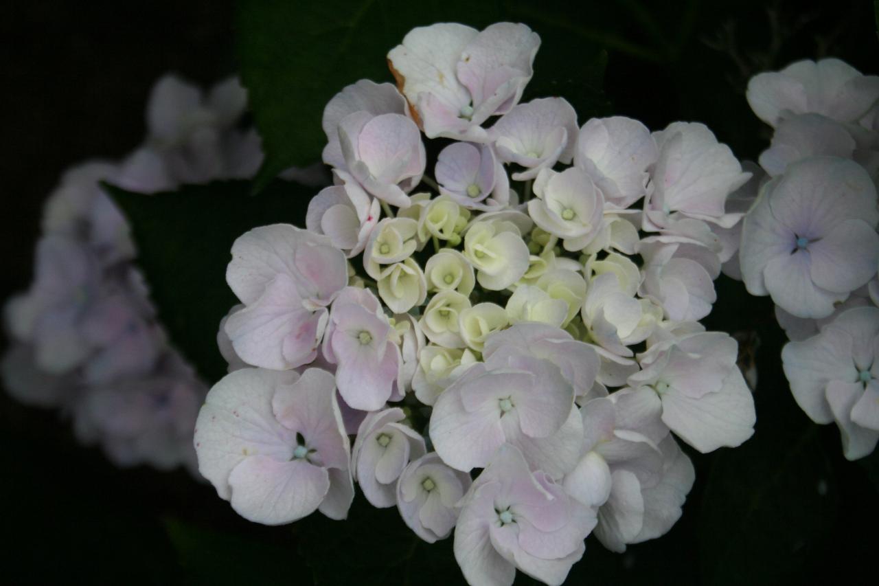 Hydrangea macrophylla HOVARIA 'Hobella' ®-4-