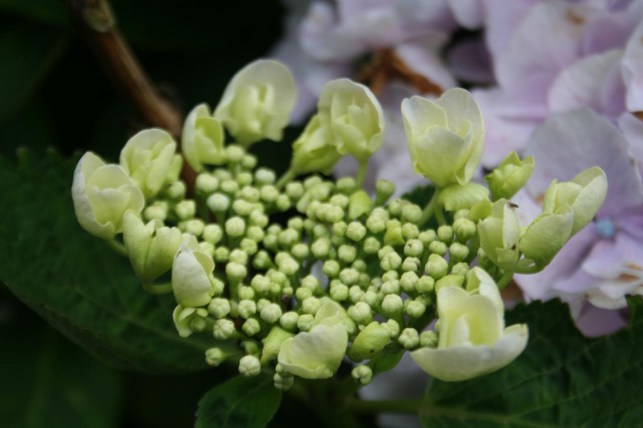 Hydrangea macrophylla HOVARIA 'Hobella' ®-5-