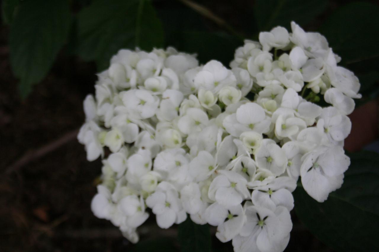 Hydrangea macrophylla HOVARIA 'Holibel' ®-4-