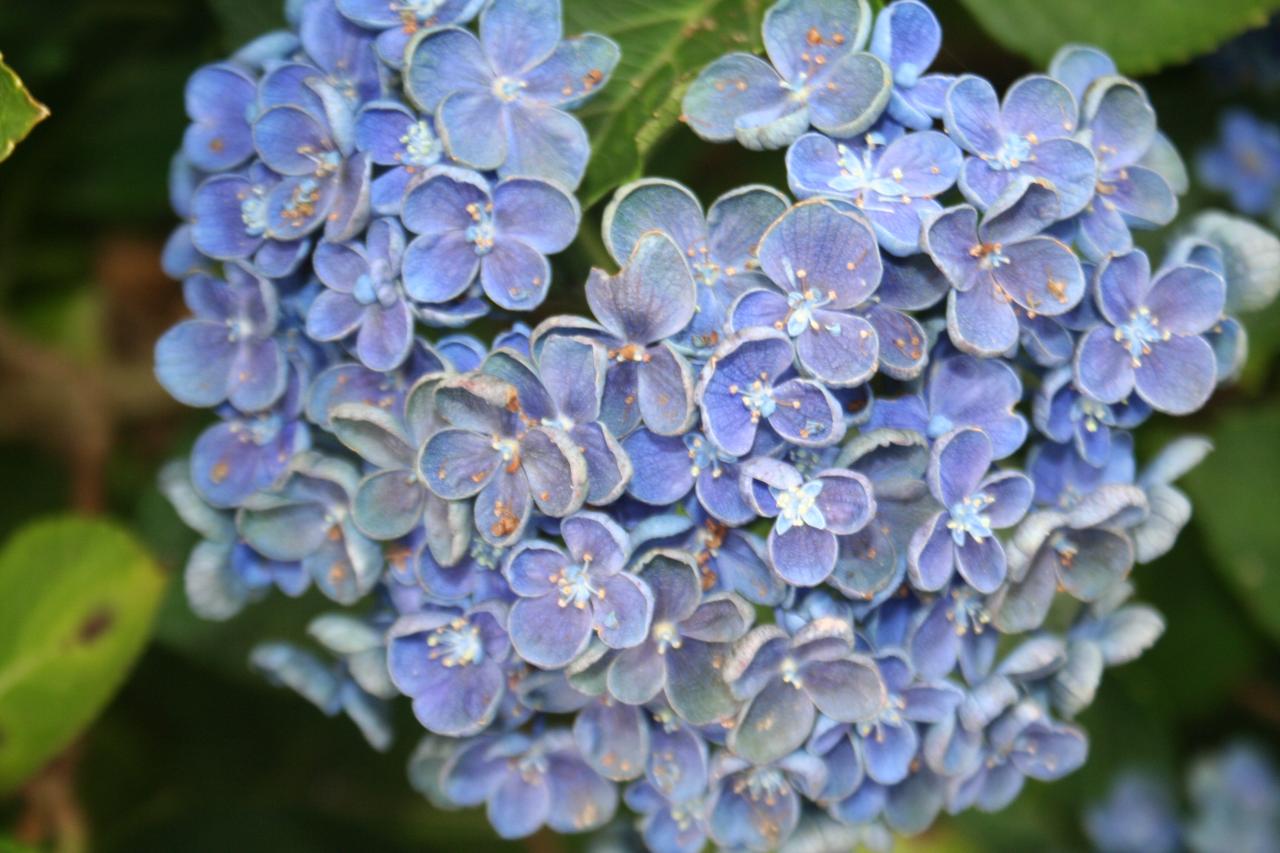 Hydrangea macrophylla HOVARIA 'Hopcorn' ®-7-