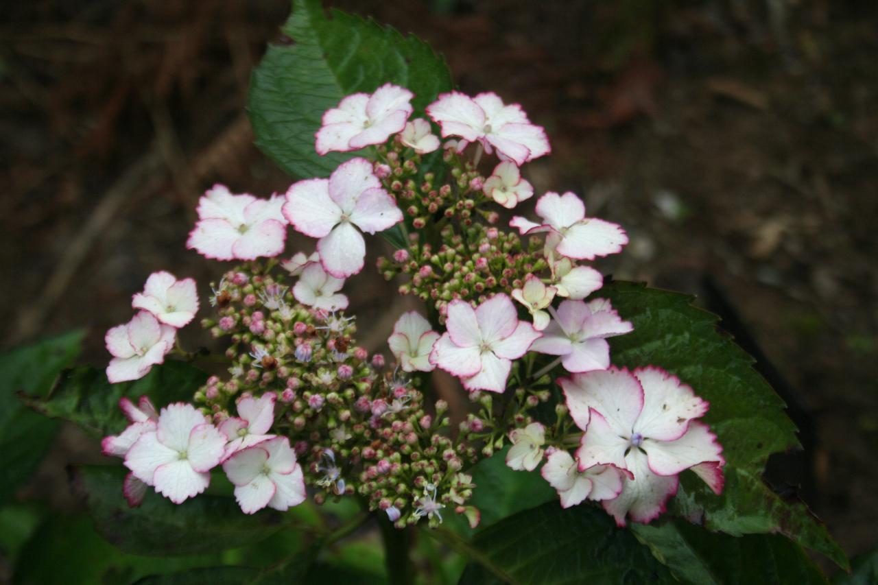 Hydrangea macrophylla HOVARIA 'Love You Kiss' ®