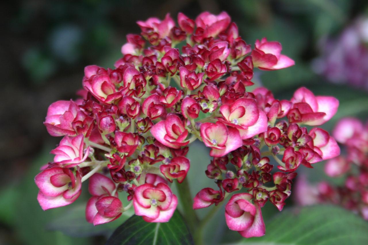 Hydrangea macrophylla HOVARIA 'Ripple' ®-4-