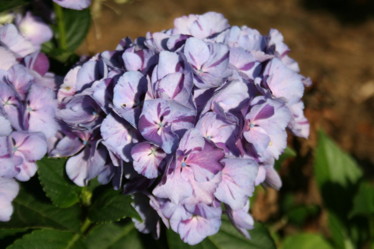 Hydrangea macrophylla HOVARIA 'Sweet Fantasy' ®-5-