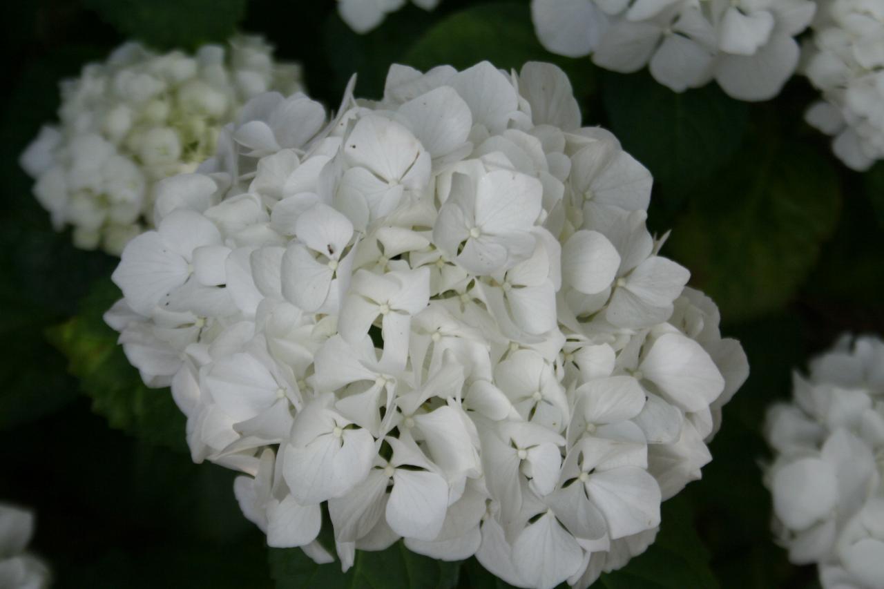 Hydrangea macrophylla 'Immaculata'-2-