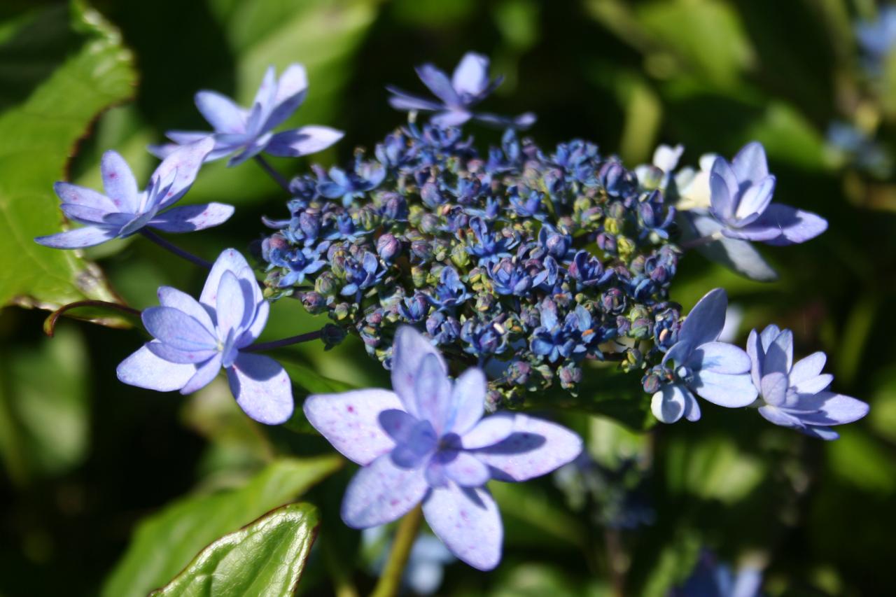 Hydrangea macrophylla 'Izu-no-hana'-6-