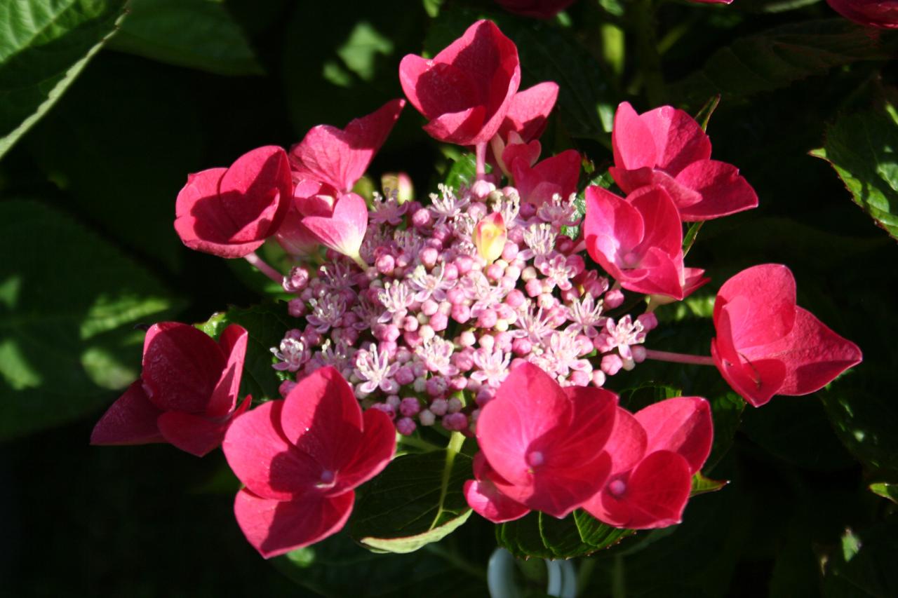 Hydrangea macrophylla JIXI®