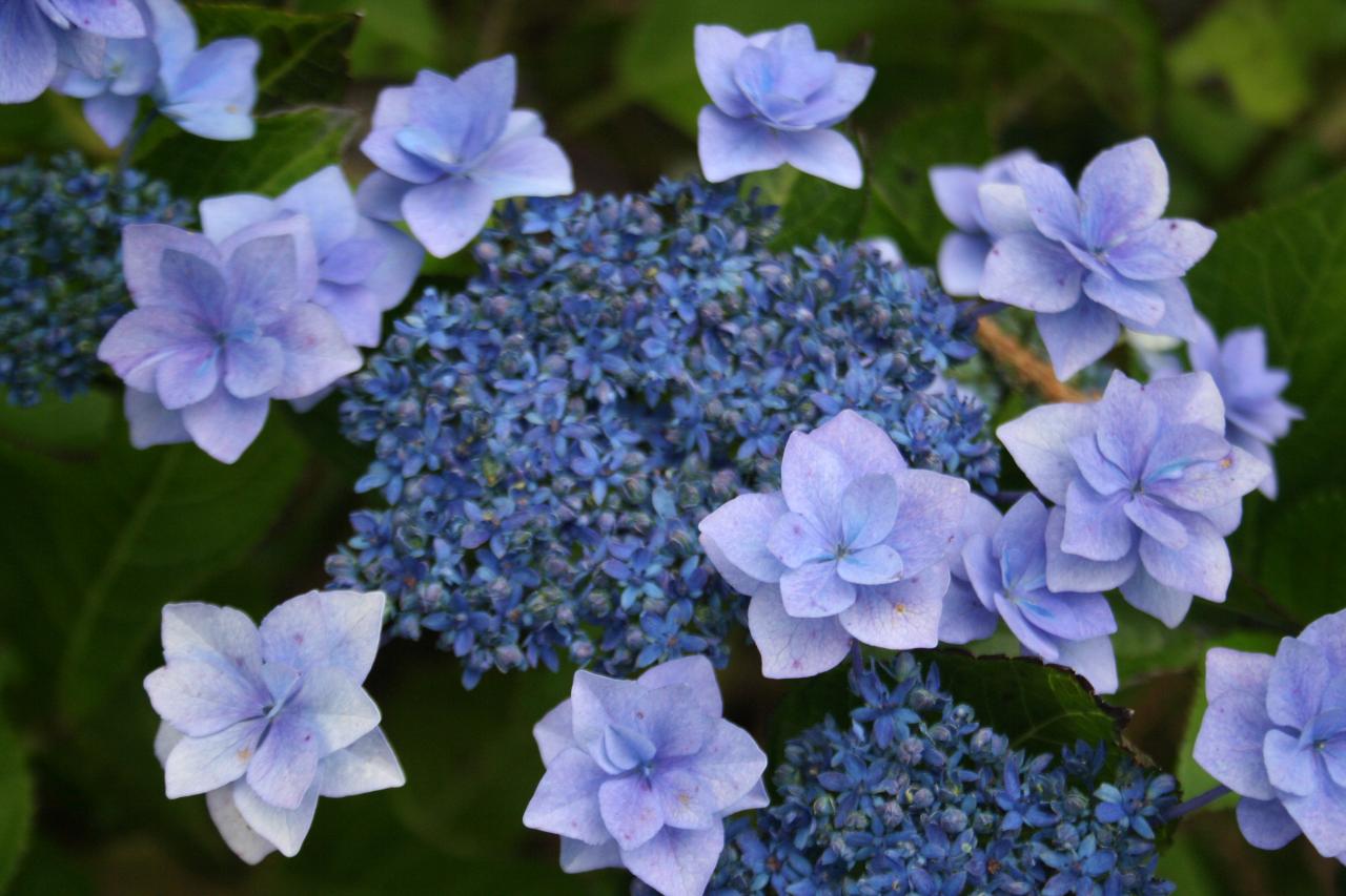 Hydrangea macrophylla 'Jogosaki'-5-