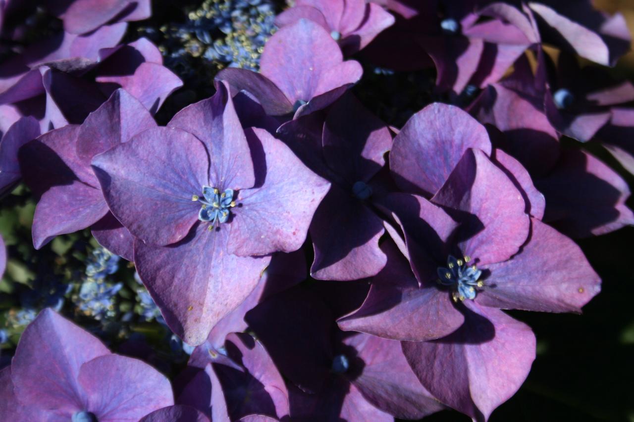 Hydrangea macrophylla 'Kardinal'-5-