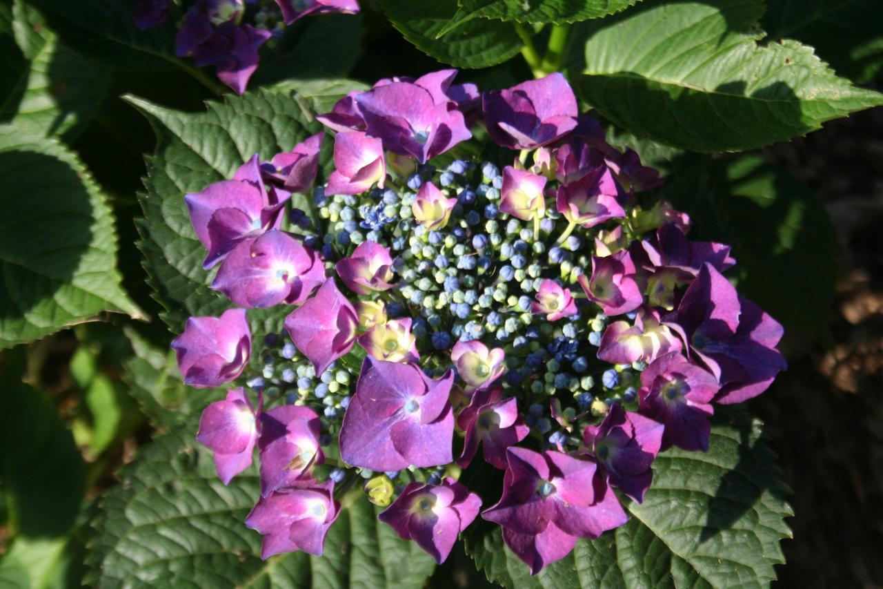 Hydrangea macrophylla 'Kardinal'