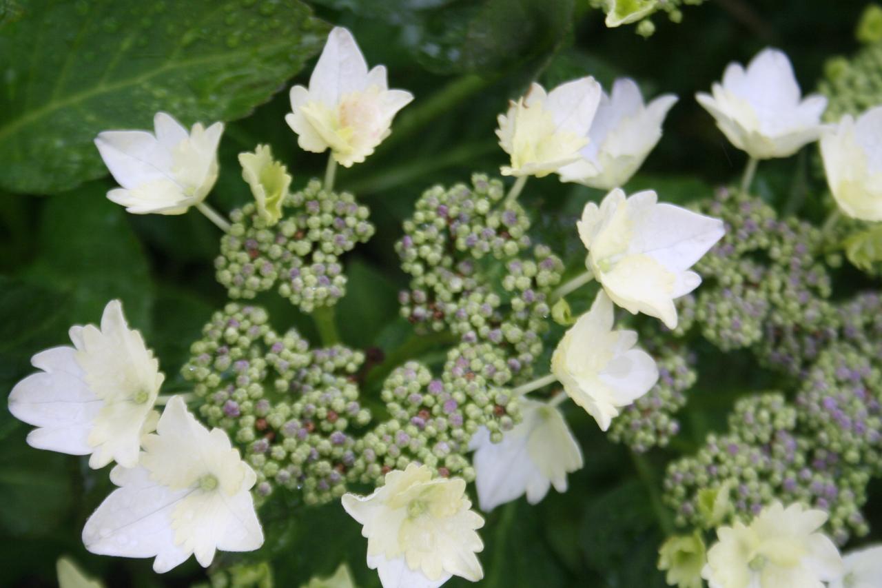 Hydrangea macrophylla KORIA®