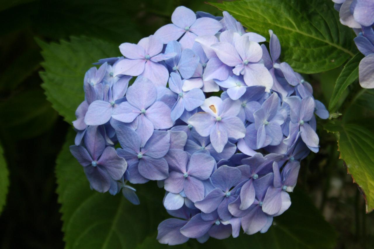 Hydrangea macrophylla 'La France'-3-