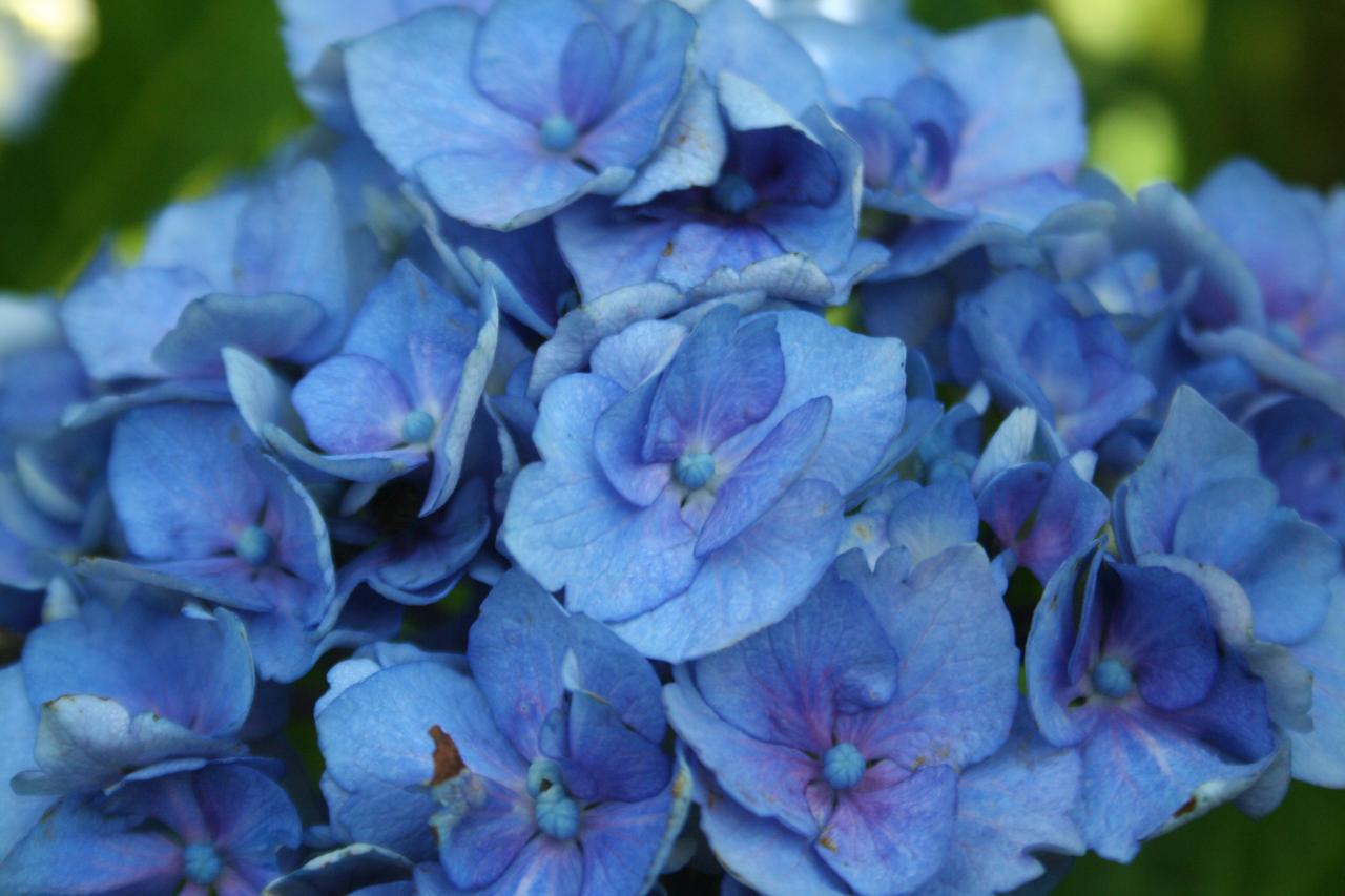 Hydrangea macrophylla 'La Marne'-6-