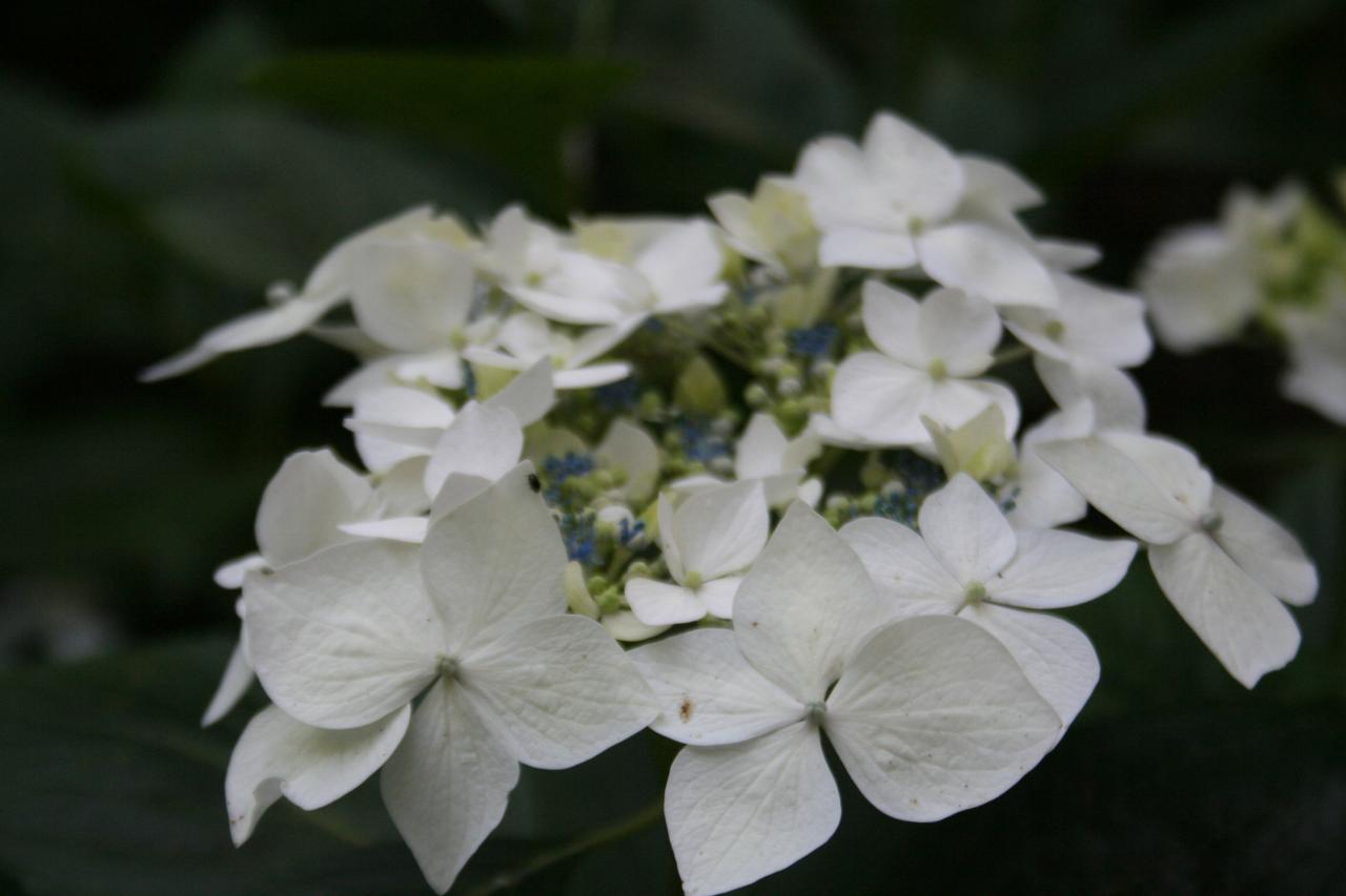 Hydrangea x 'Lanath White'-5-