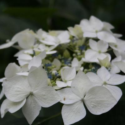 Hydrangea x 'Lanath White'-5-