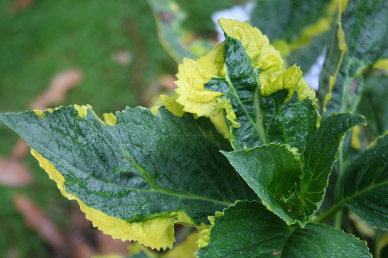 Hydrangea macrophylla 'Lemon Wave'-4-